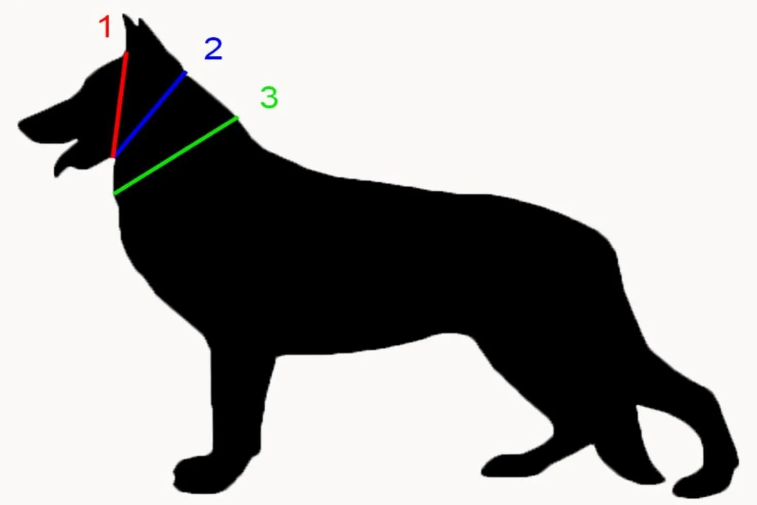 BioThane Buckle Collars