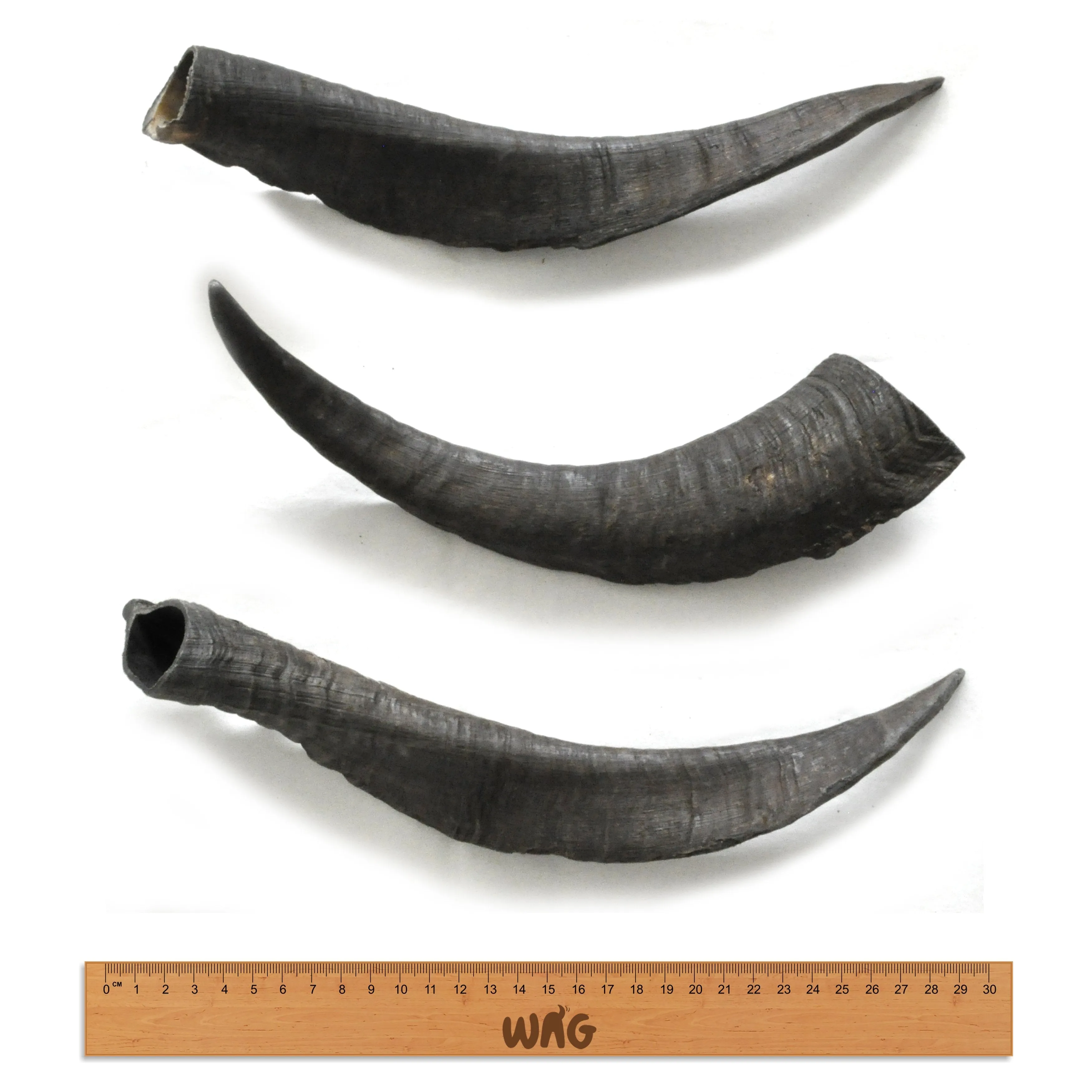 Wag Goat Horn Large Dog Chew Treat